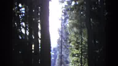 San Francisco California (1953): Sunrise Through Trees