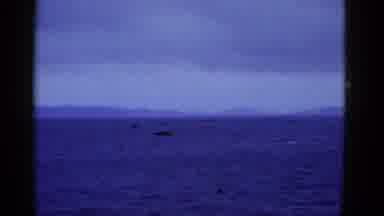 San Francisco California (1953): Fishing In The Ocean On Video About Thirty Years