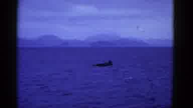 San Francisco California (1953): Dolphins Diving In The Ocean Barely Over The