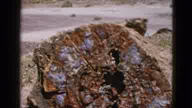 California USA (1953): A Big Old Log