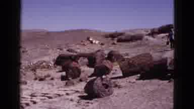 Fossils in California? That's just a dinosaur-sized family vacation!