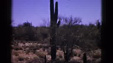 New Mexico USA (1953): Old Footage Of Cacti In The Desert Sun Under A Blue Sky