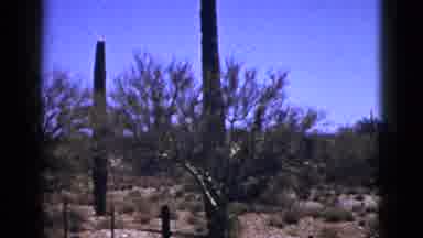New Mexico USA (1953): Cactus In Its Natural Habitat Arid Climate With Little