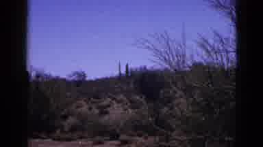 New Mexico USA (1953): Multiple Shots Of Cactus In The Desert With A Blue Sky