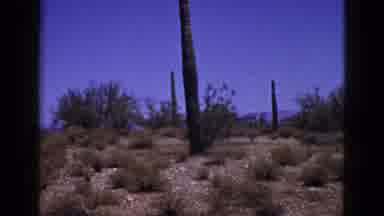 New Mexico USA (1953): Desert View Of Cacti With Blue Sky And Mountains In
