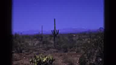 New Mexico USA (1953): View Of Cacti Against Desert Blue Sky On A Bright Sunny Day