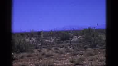 New Mexico USA-1953: A Cool Large Cacti Stands Tall In The Middle Of The Desert