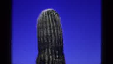 New Mexico USA (1953): Cactus In Desert