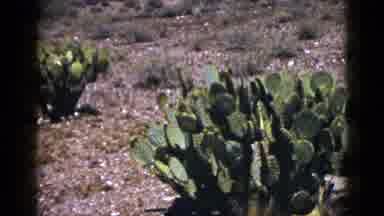 New Mexico USA (1953): The Cactus Plant Is Very Useful Medicine For Our Health