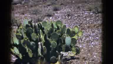New Mexico USA (1953): Two Opuntia Plants Also Known As Prickly Pear Thriving In A