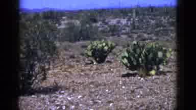 New Mexico USA (1953): Tall Cactus Takes Over Desert Scenery