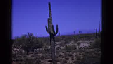 New Mexico USA (1953): A Cactus With Four Arms Is Still Called A Cactus
