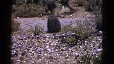NEW MEXICO USA-1953: Various Cacti And Plants In A Desert Landscape