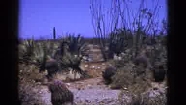 New Mexico USA (1953): Desert Vegetation With Sand And Rocks Against Clear Blue