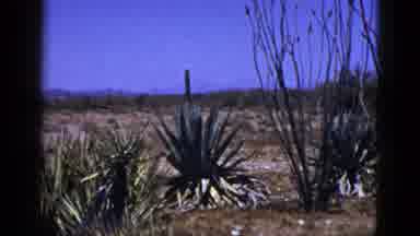 New Mexico USA (1953): Desert Plants Against Clear Blue Sky On A Sunny Day
