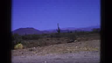 Palm Desert California (1953): Scenic View Of A Desert Landscape With A Tall