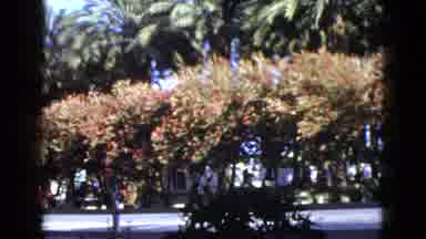 Palm Desert California (1953): A View Of A Brightly Coloured Shrub And Tropical