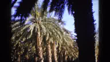Palm Desert California (1953): A Coloured Video Of A Palm Tree Located Near A