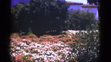 Palm Springs California (1953): Red White And Orange Flowers Blooming On A Bright