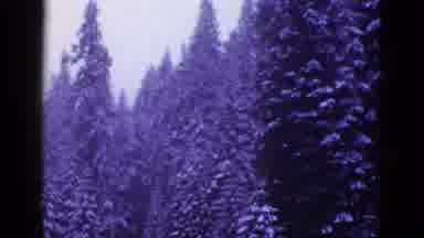 California USA (1953): Huge Trees On Side Of A Snowy Mountain Panning Down To A
