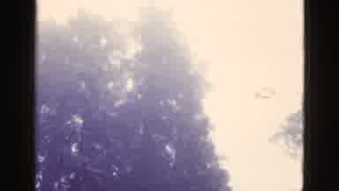 California USA (1953): A Big Tree From Top To Bottom
