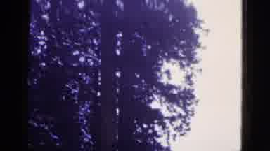 California USA (1953): It Is Look Like A Very Biggest Tree Some Special Tree In