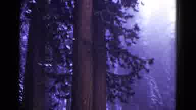 California USA (1953): So Many Big Trees Are There And Roads Are Wet Because Of