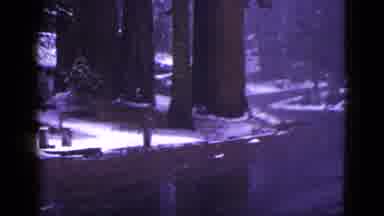 California USA (1953): Woman Walking Back To Her Car Near Redwood Trees In