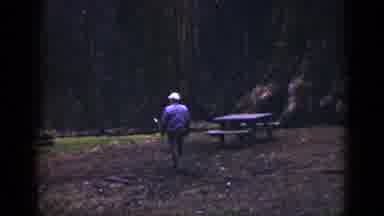 California USA (1953): A Man Gets Out Of His Car And Looks Around At A Large Tree