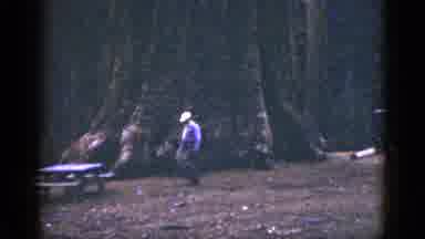 California USA (1953): Person Wearing White Hat Walks Past Giant Tree Trunk
