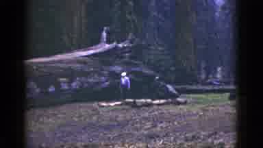 California USA (1953): Two Different Views Of The Enormous Redwood Trees Found In