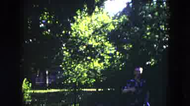 Milwaukee Wisconsin (1953): A Man Stands In The Middle Of A Tree-Lined Area