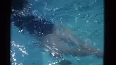 Yonkers New York (1953): Young Girl In Purple Bathing Suit Swimming Across The