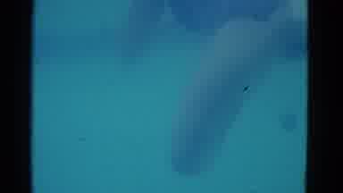 Yonkers New York (1953): Young Pretty Girl Swimming In A Community Pool While