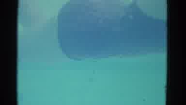 Yonkers New York (1953): Woman In Black And Red One Piece Swimsuit Swimming In A