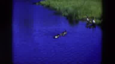 Hicksville New York (1954): Two Sibling Ducks Wait Peacefully By The Shore For The