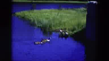 Hicksville New York (1954): Two Ducks Swimming In Blue Water And Two Ducks
