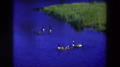 Hicksville New York (1954): Two Families Of Canada Geese Swimming Near Each Other
