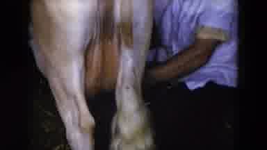 Hicksville New York (1954): Toddler Girl Walking And An Adult Milking What Appears