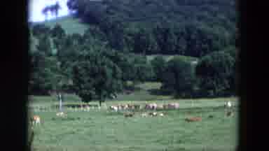 Hicksville New York (1954): Many Cows Are In The Biggest Forest Area Is The Most