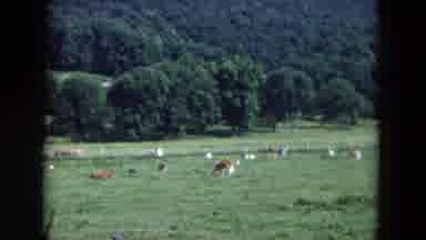 Hicksville New York (1954): View Of Livestock Grazing In Pasture On A Clear Sunny
