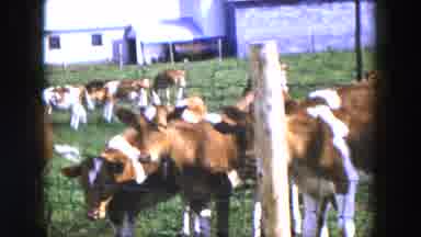 Hicksville New York (1954): Dark Footage Of Calf Eating And Pasture Of Brown Cows