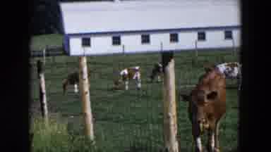 Hicksville New York (1954): The Cows Are Crowded And The Children Go Through The