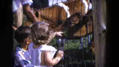 Hicksville New York (1954): Two Children Feed The Cow And Another Man Feeds The