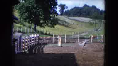 Hicksville New York (1954): Cattle Walk Next To A Fence Followed By A Girl Feeding