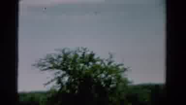 California USA (1954): An Isolated View Of The Forest