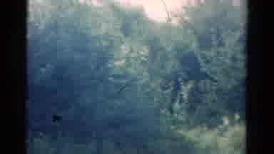 California USA (1954): Homemade Video That Shows Off Some Nature Vignettes With