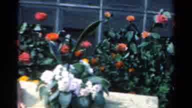 California USA (1954): Red Rose Flower Garden