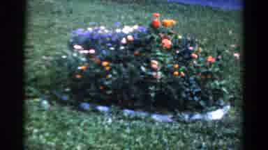 California USA (1954): Flower Bush Of Great Color