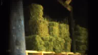 California USA (1954): Inside Of A Large Barn Partially Filled With Square Bales
